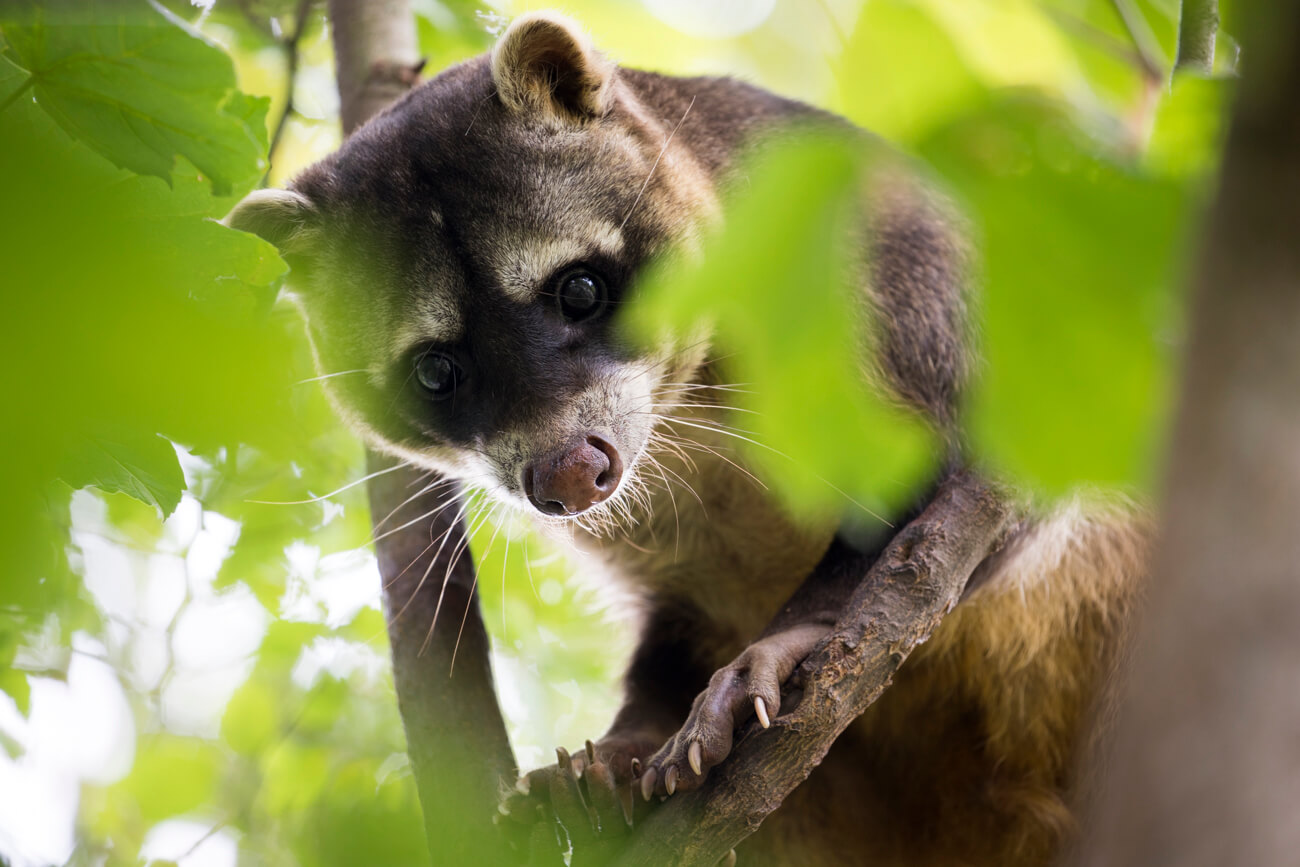 Parc animalier en Sarthe, le zoo de Pescheray présente ses