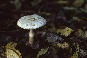 Sortie mycologique avec la société mycologique de la Sarthe