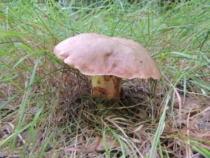 Balade ONF  » À la découverte des champignons »