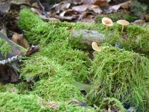 Sortie mycologique avec la société mycologique de la Sarthe