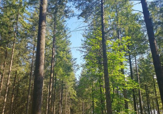 Circuit rouge de la forêt de la Petite Charnie