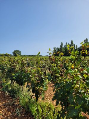 Domaine viticole de Parcé-sur-Sarthe