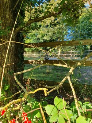 Variante du chemin dit du « Bardeau à la Loge »