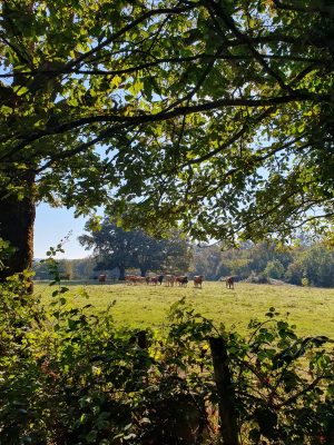 Liaison forêts de la Charnie