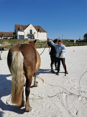 DECOUVRIR LES CHEVAUX AUTREMENT : EQUI SYNERGIE