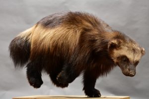 Exposition « Les animaux s’emparent du musée »