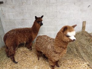 Ferme pédagogique et équestre du fan