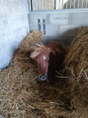 Ferme pédagogique et équestre du fan