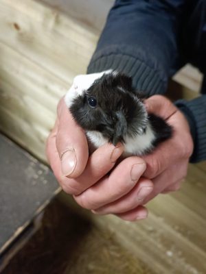 Ferme pédagogique et équestre du fan