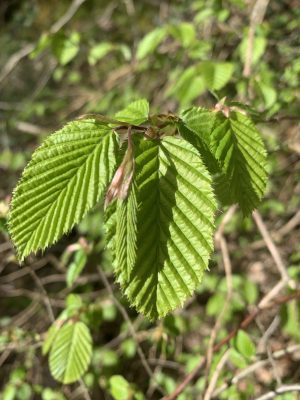 Balade plantes sauvages comestibles