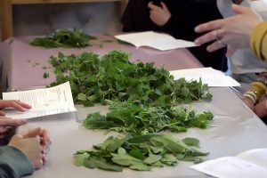 Atelier culinaire plantes sauvages comestibles