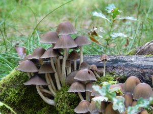 Balade ONF « À la découverte des champignons »