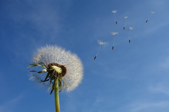 Les plantes sauvages s