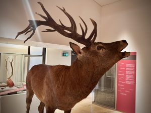 Visite guidée de l’exposition « Les animaux s’emparent du musée »